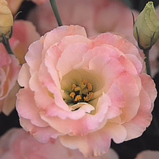 Eustoma Arena III Champagne