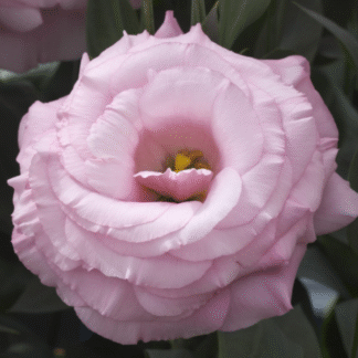Eustoma Arena III Clear pink