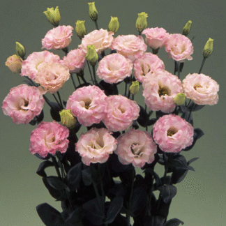 Eustoma Arena III Pink Flash