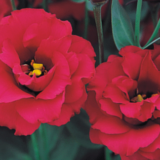 Eustoma Arena III Red
