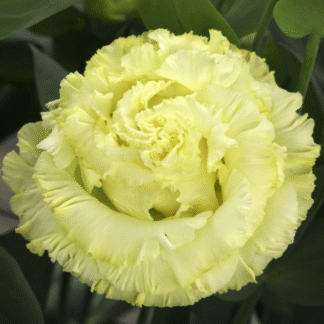 Eustoma Corelli III Yellow