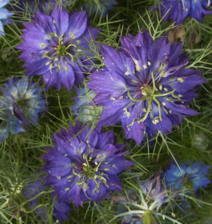 Darželinė juodgrūdė Moody Blues