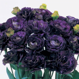 Eustoma Rosanne I Black Pearl