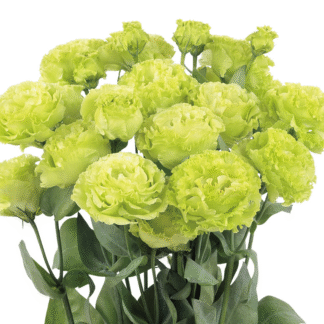 Eustoma Rosanne II Green