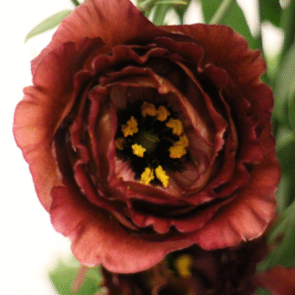 Eustoma Rosanne III Brown