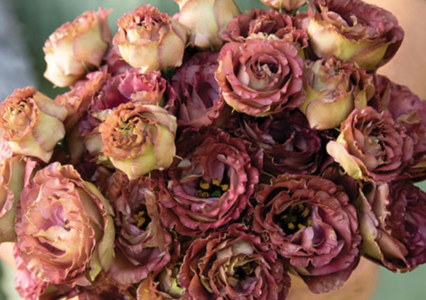 Eustoma Rosanne III Brown - Image 3