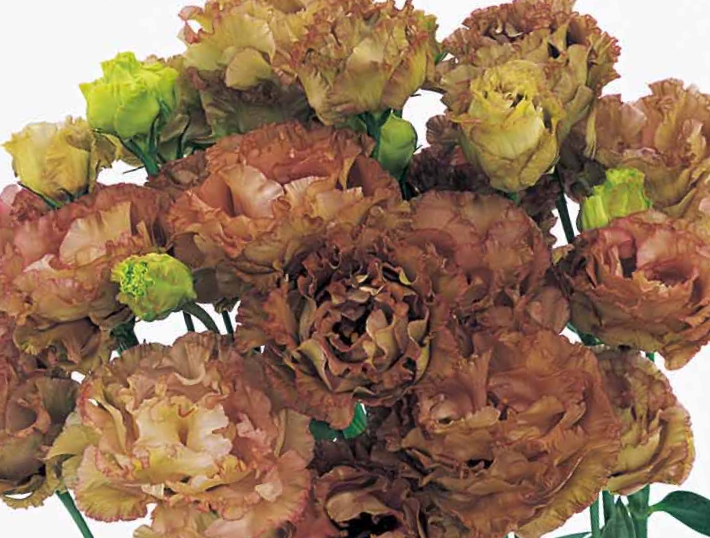 Eustoma Rosanne III Brown - Image 2