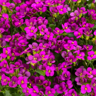 Kaukazinis vaistutis  Little Treasure Deep Rose