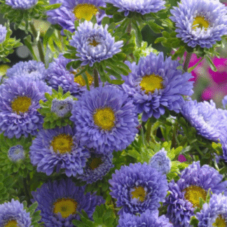 Kininis ratilis Matsumoto Light Blue