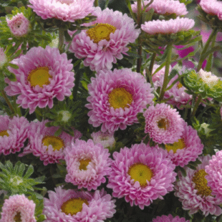 Kininis ratilis Matsumoto Pink