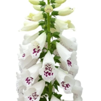 Paprastoji rusmenė Dottie White