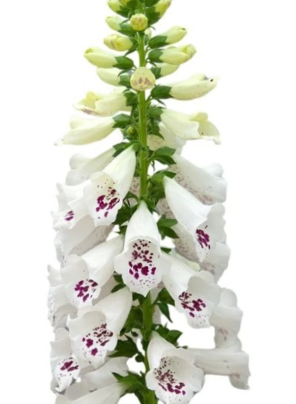 Paprastoji rusmenė Dottie White