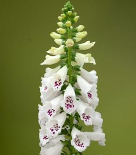 Paprastoji rusmenė Dottie White - Image 4