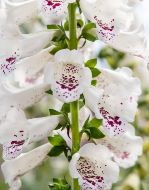 Paprastoji rusmenė Dottie White - Image 2