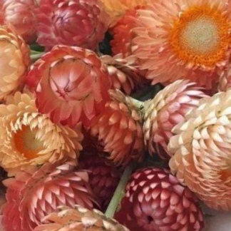 Darželinis šlamutis  king size Salmon