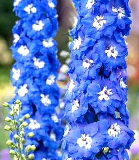 Didysis pentinius Aurora Blue