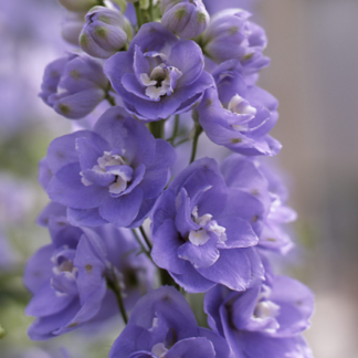 Didysis pentinius Aurora Lavender