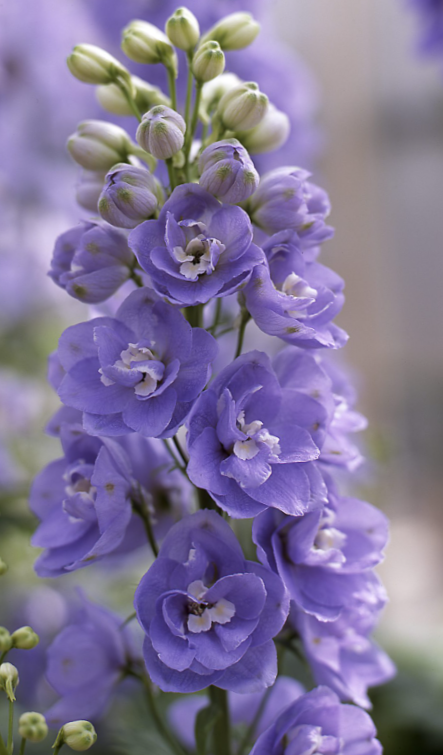 Didysis pentinius Aurora Lavender