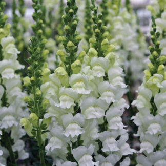 Didysis žioveinis Opus III/IV