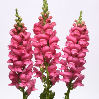 Didysis žioveinis Potomac Early Pink, Early Rose, Early White