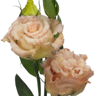 Eustoma Alissa II Light Apricot