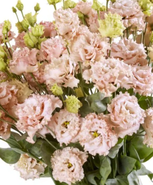 Eustoma Alissa II Light Apricot - Image 2