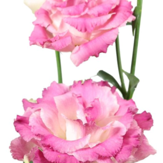 Eustoma Alissa III  Pink Flash
