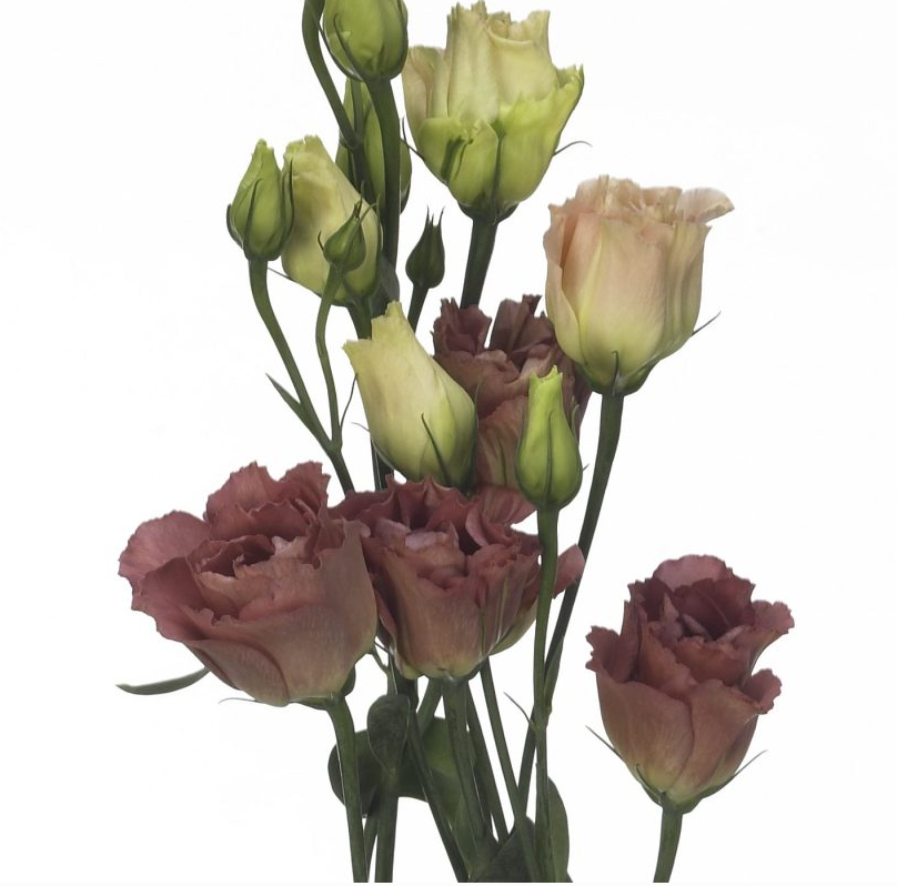 Eustoma Aube III Cocktail Champagne