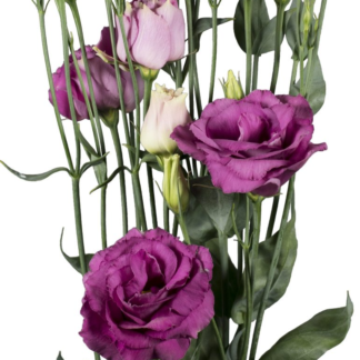 Eustoma Aube III  Rose Pink