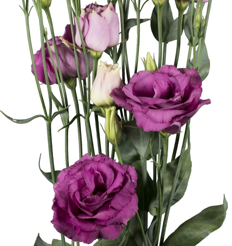 Eustoma Aube III Rose Pink