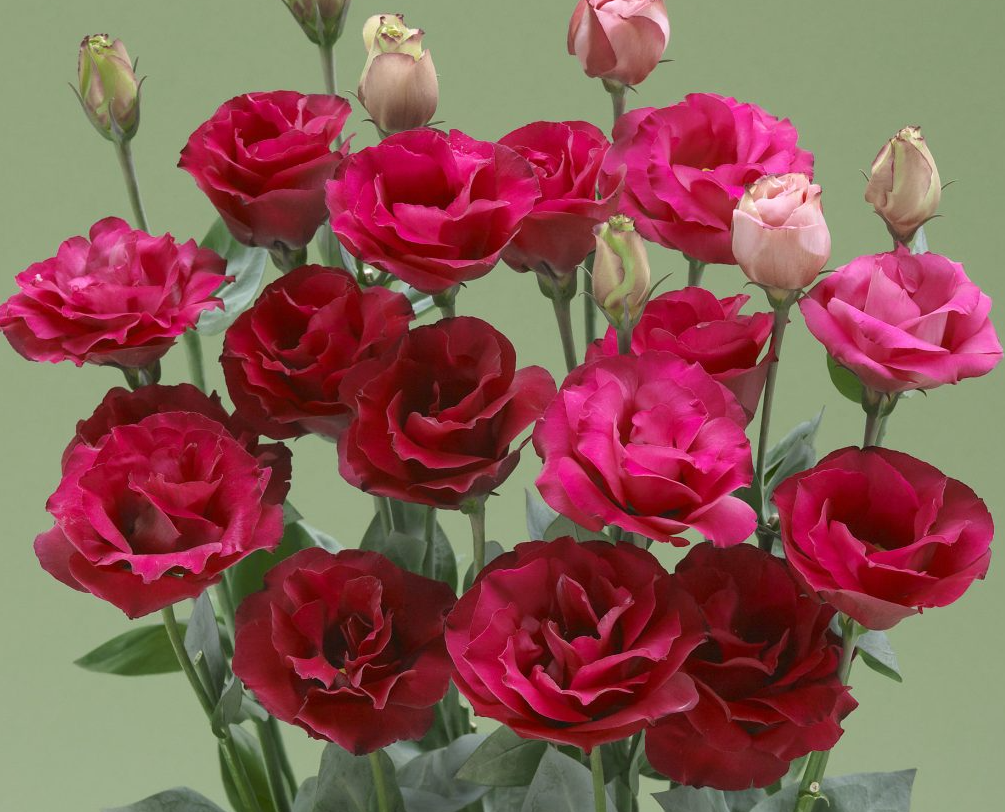 Eustoma Croma 3 Red