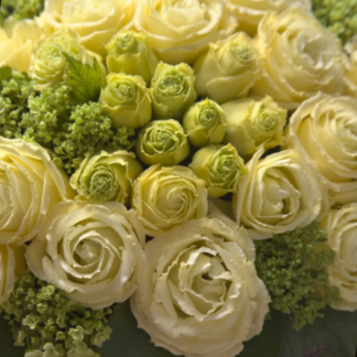 Eustoma Croma 3 Yellow