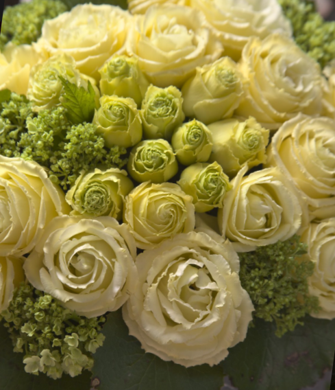 Eustoma Croma 3 Yellow