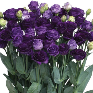 Eustoma Doublini I Blue