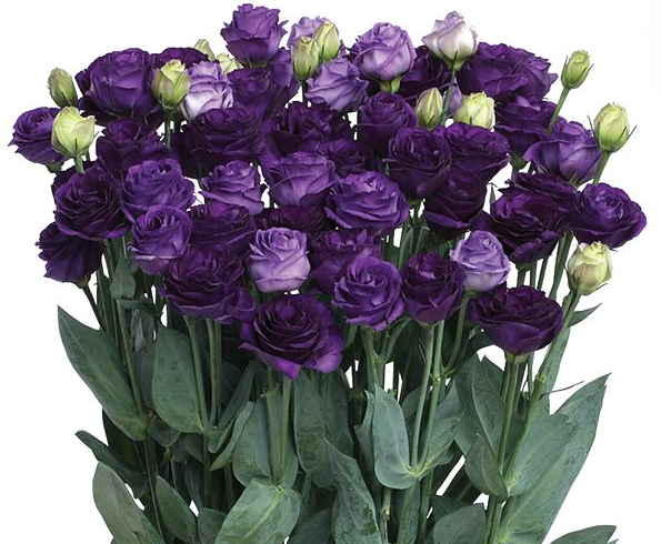 Eustoma Doublini I Blue