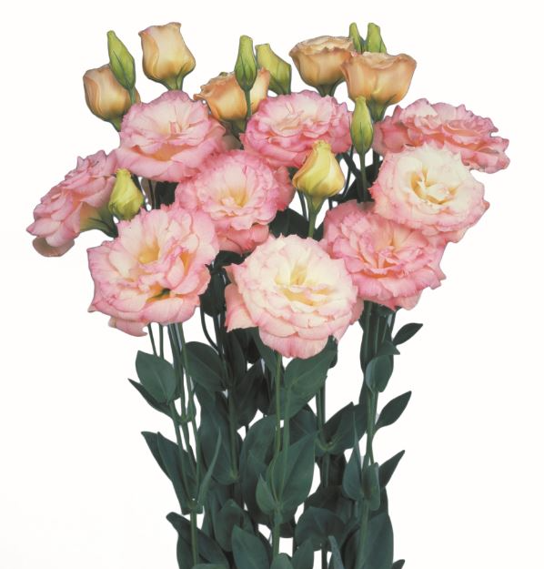 Eustoma Echo I Champagne