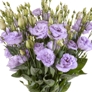Eustoma Reina II Deep Lavender