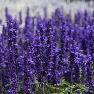 Miltuotasis šalavijas Victoria Blue