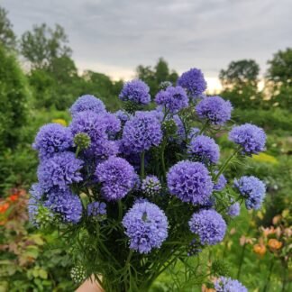 Smulkiažiedė Gilija