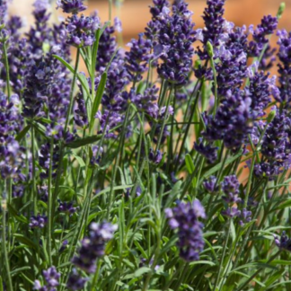 Tikroji levanda Chill-Out