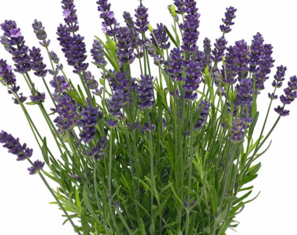 Tikroji levanda Chill-Out - Image 2