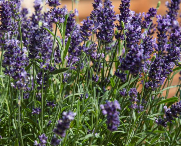 Tikroji levanda Chill-Out