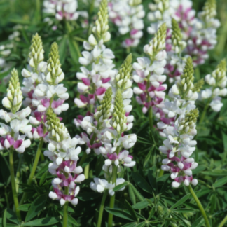 Viemetis lubinas Pink Fairy