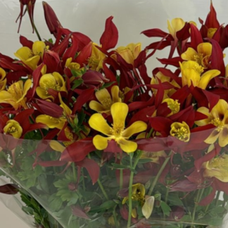 Darželinis sinavadas Lighthouse