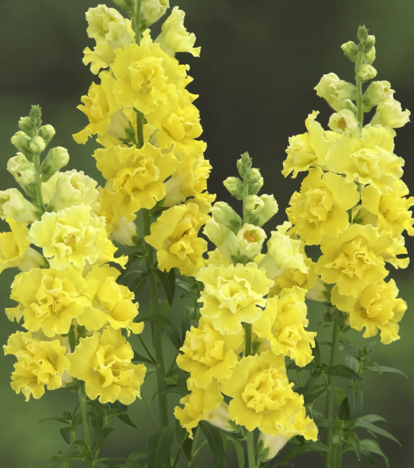 Didysis žioveinis Madame Butterfly Yellow - Image 4