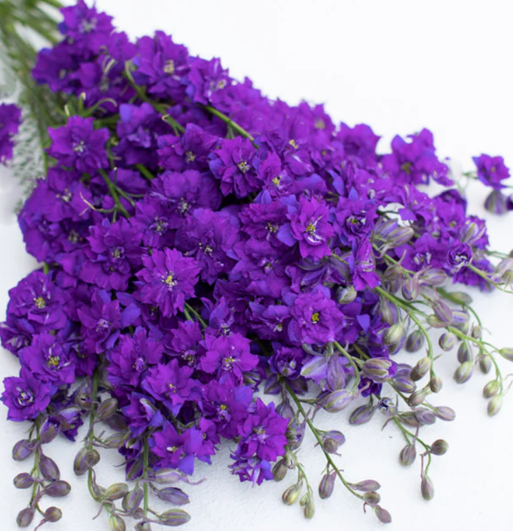 Dirvinis raguolis imperialis Blue Spire - Image 2