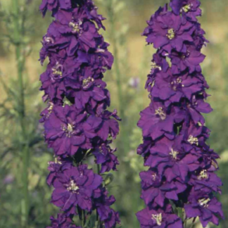 Dirvinis raguolis imperialis Blue Spire