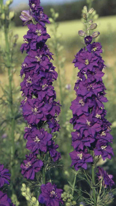 Dirvinis raguolis imperialis Blue Spire