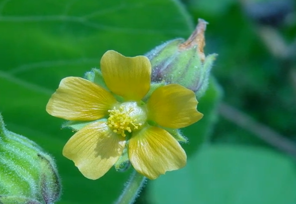 Pluoštinis galenis - Image 2