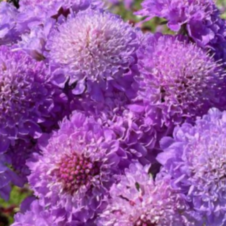 Raudonoji žvaigždūnė Blue Cockade Normal